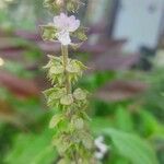 Ocimum campechianumFlower