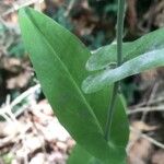 Turritis brassica Leaf