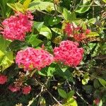 Ixora chinensis Blüte