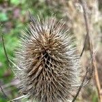 Dipsacus sativus Fruit