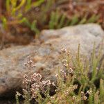 Erica galioides Flor