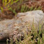 Erica galioides Blüte