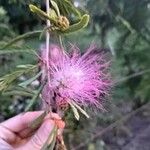 Calliandra surinamensis Fleur