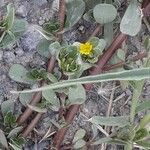 Portulaca oleracea خشب