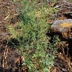 Senecio sylvaticus Habitat