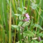 Teucrium scordium Flor