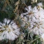 Albizia carbonaria Blüte