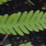 Pteris fauriei Листок