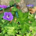 Geranium platypetalum পাতা