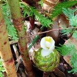 Costus dubius Fleur