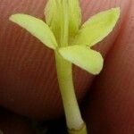 Aegiphila falcata Flower