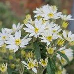 Chiliotrichum diffusum Flower