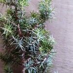 Juniperus drupacea Deilen