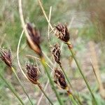 Schoenus nigricans Blüte