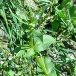 Veronica anagallis-aquatica Buveinė