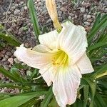 Hemerocallis minorFlower