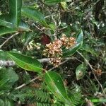 Syzygium coccineum Habit