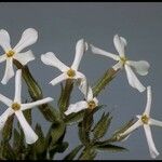 Phlox longifolia Kwiat