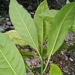 Solanum rovirosanum Ліст