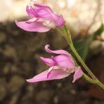 Cephalanthera rubra 花