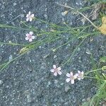 Petrorhagia saxifraga Blatt