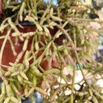 Rhipsalis cereuscula Hoja
