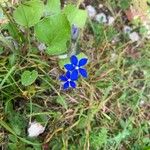 Gentiana utriculosa Квітка