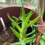 Aloe juvenna 叶