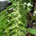 Dryopteris villarii Fulla