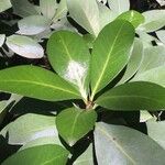 Corynocarpus laevigatus Altro