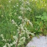 Artemisia vulgaris Kukka