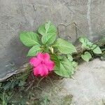 Impatiens wallerianaBlomst