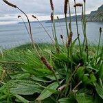 Plantago lanceolata Fruto