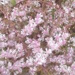 Symphyotrichum lateriflorum Flower