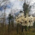 Clematis virginiana Fruto