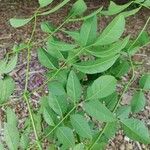 Jacaranda obovata Fuelha