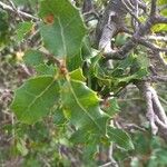 Quercus cocciferaBlad