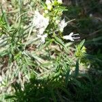 Thymus transcaucasicus Blodyn