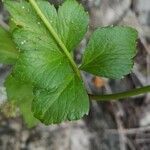 Ligusticum scothicum Blad