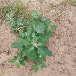 Chenopodium ficifoliumLeht