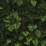 Hymenophyllum tunbrigense Агульны выгляд