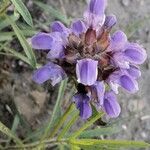 Prunella grandiflora Žiedas