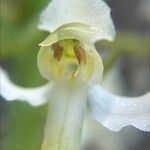 Platanthera chlorantha Květ