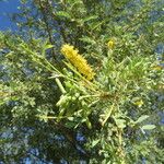 Prosopis pubescens Hábito