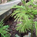 Lycopodium dendroideum Levél