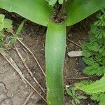 Scilla haemorrhoidalis Leaf