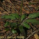 Hieracium schmidtii Hábito