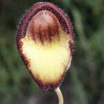 Aristolochia sempervirens Kvet