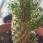 Mammillaria elongata葉