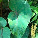 Begonia handelii Folha